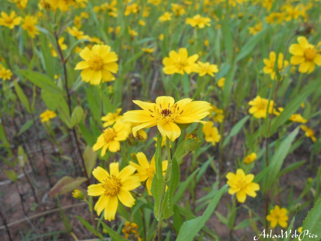Take a look at these… field&nbsp;flowers