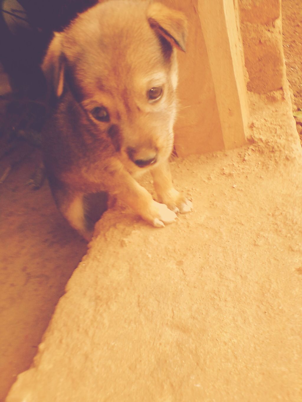 My story with my pet dog