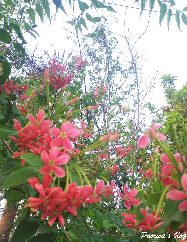 What’s Blooming In My Garden | April&nbsp;2022