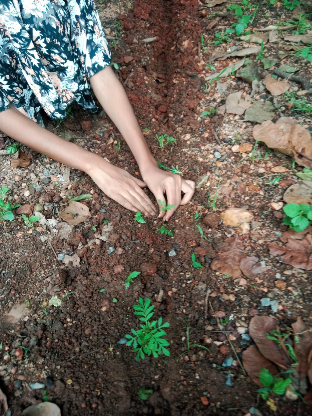 Planting marigold saplings